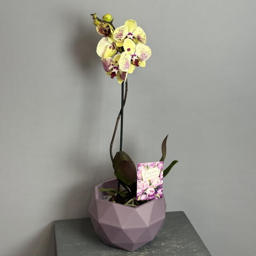 Орхидея нежного желтого цвета с фиолетовыми вкраплениями в фиолетовом горшке и открыткой