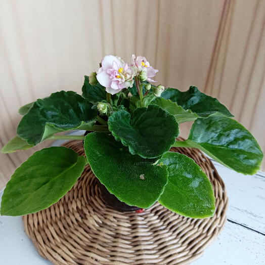 Розовая фиалка (*72)