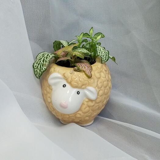 Фиттонии в кашпо овечке