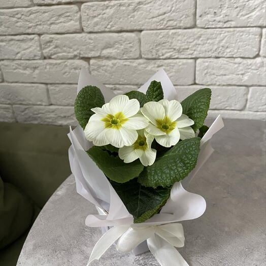 Примула в горшке (зеленая)