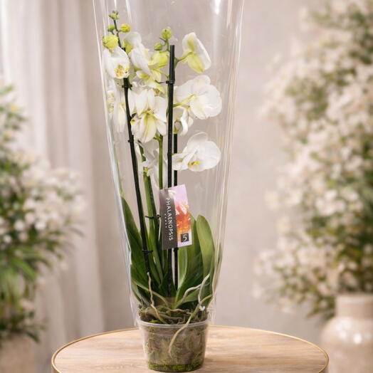 Белая орхидея Фаленопсис в подарочной упаковке