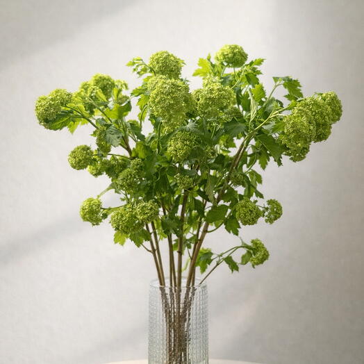 Вибурнум для интерьера