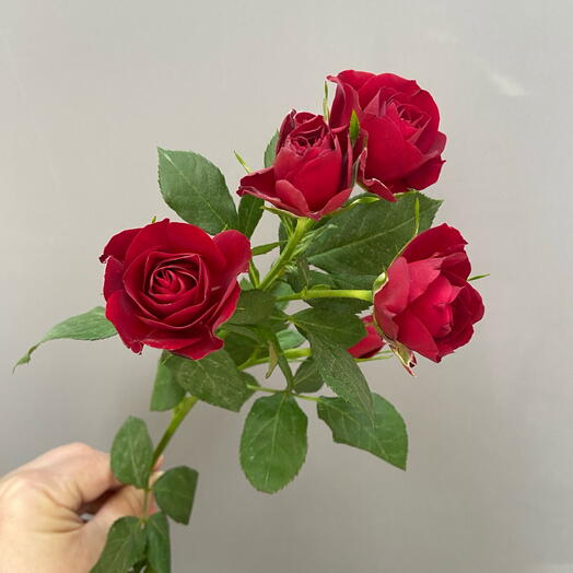 Спрей Роза красная