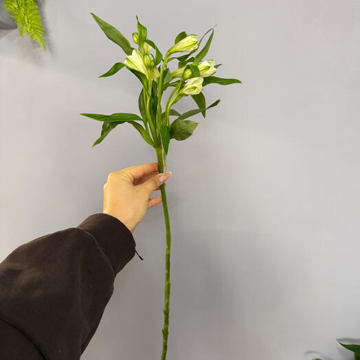 Альстромерия белая (1шт)