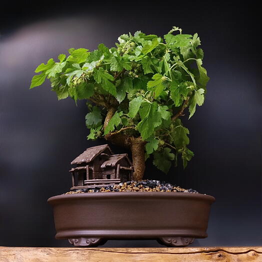 Бонсай Шелковица (Тутовник), 45см, 25 лет