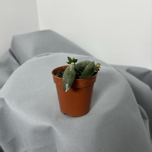 Суккулент 2