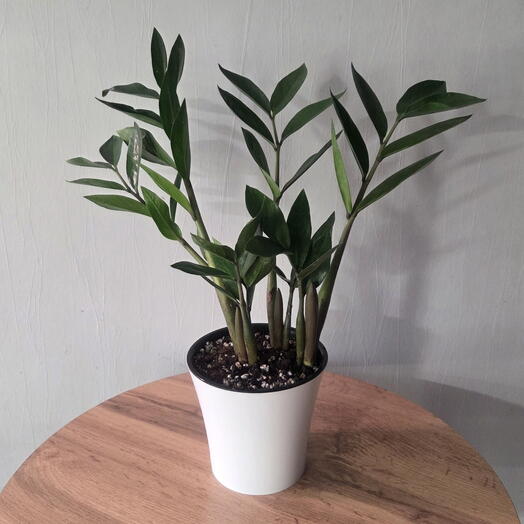 Замиокулькас