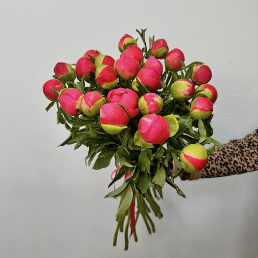 Пионы коралловые 25 шт