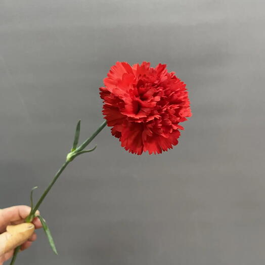 Гвоздика махровая красная (Dianthus Red)