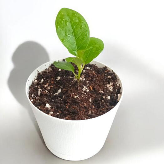 Фикус лирата (Ficus lyrata)