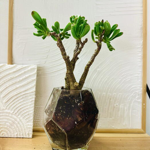 Толстянка Crassula ovata
