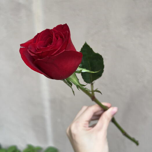 Бордовая Роза