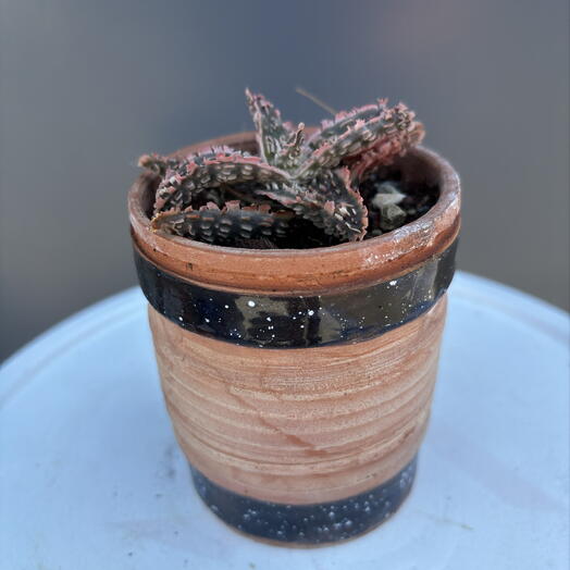 Aloe Red Star керамика d7,5