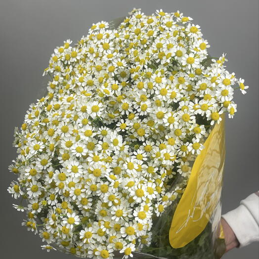 Пачка ромашек Матрикария (25шт)