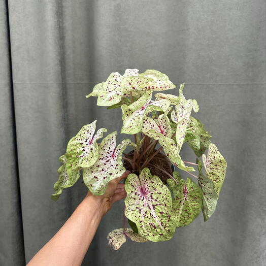 Каладиум мисс Маффет Caladium Miss Muffet