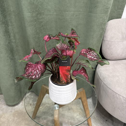 Каладиум CALADIUM