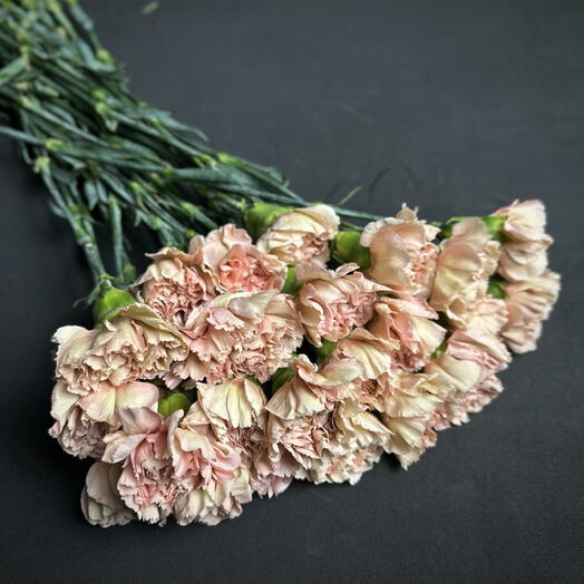 Пачка диантусов 25 шт. (карамельные)