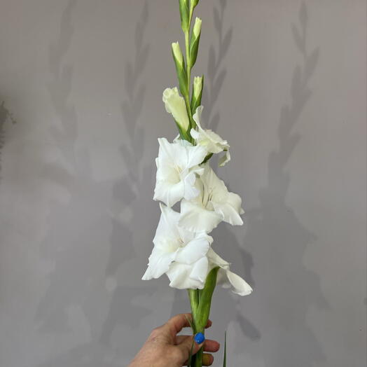 Гладиолусы