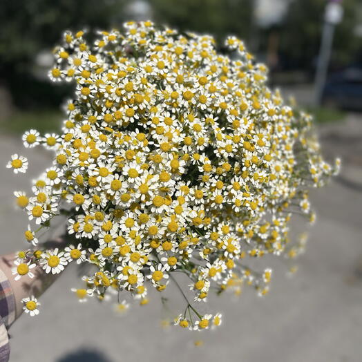 Танацетум (ромашка) охапка