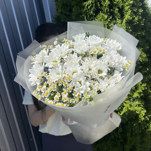 Полевые ромашка 🕊️