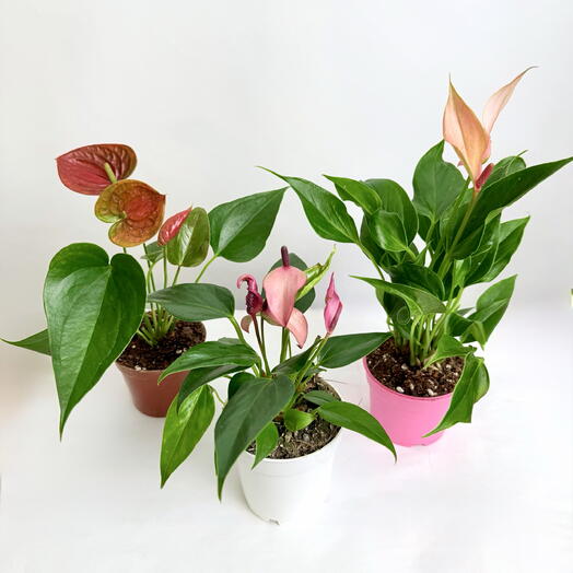Набор Антуриумов в технических горшках, микс
