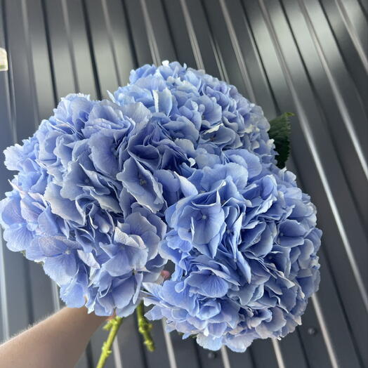 Гортензия голубая 💐