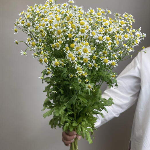 Пачка Матрикария,15шт