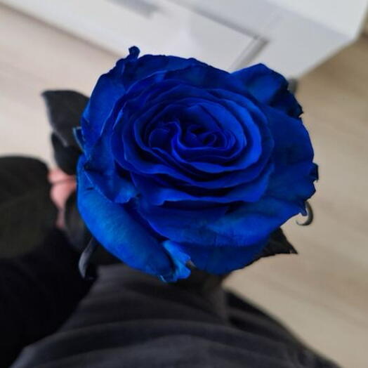 Синяя роза | синии розы 💙доставка