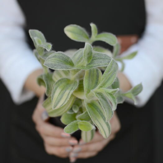 Традесканция силламонтана вариегатная (Tradescantia sillamontana variegata), «белый бархат»