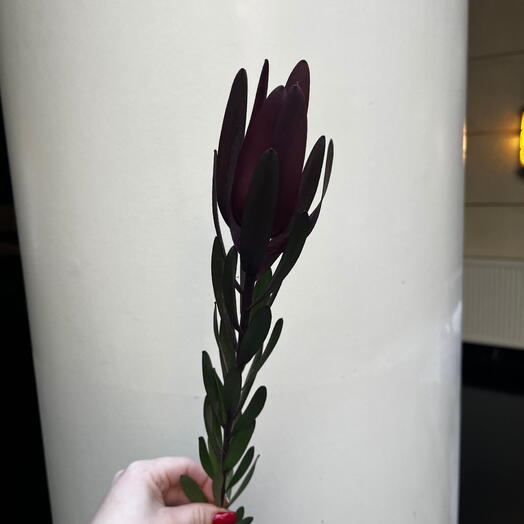Леукадендрон