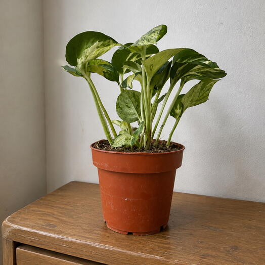 Epipremnum ‘Happy Leaf