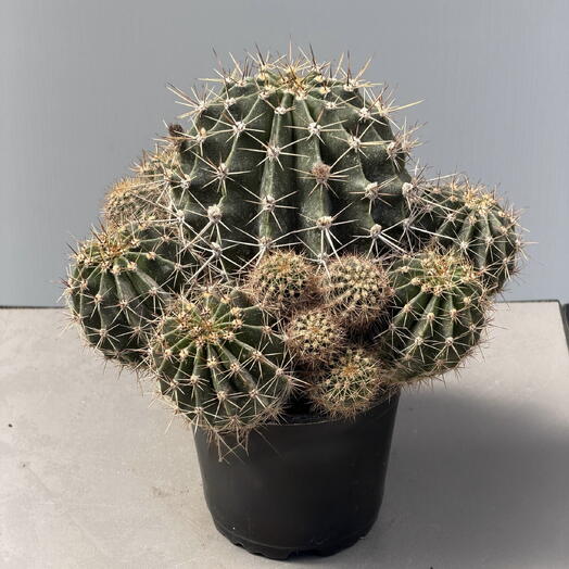 KAKTУС (CACTUS)
BOLCACTUS CITES (12/30)