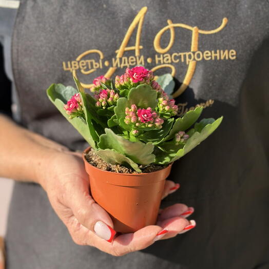 Комнатное растение «Каланхое» Мини в ассортименте