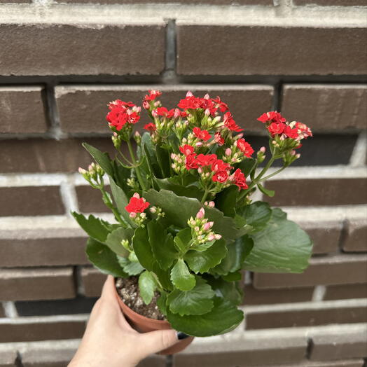 Каланхоэ красный