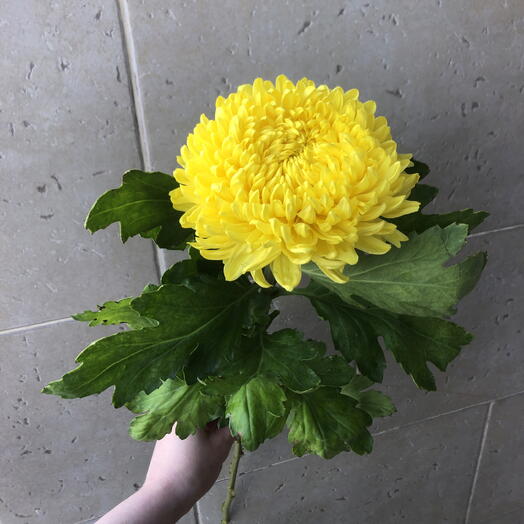 Хризантемы