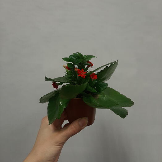 Каландива мини