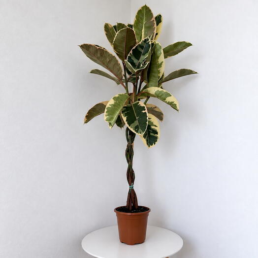 Ficus Elastica ‘Tineke  – Braided Trunk