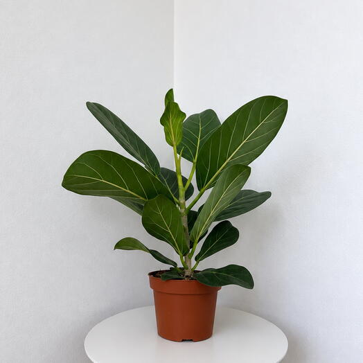 Ficus ‘Andrey  – Elegant Green Statement Plant