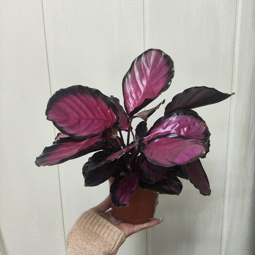 Калатея Rose Red