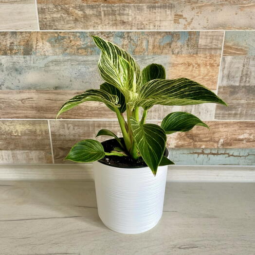Филодендрон Биркин (Philodendron Birkin) в кашпо с автополивом 🌿