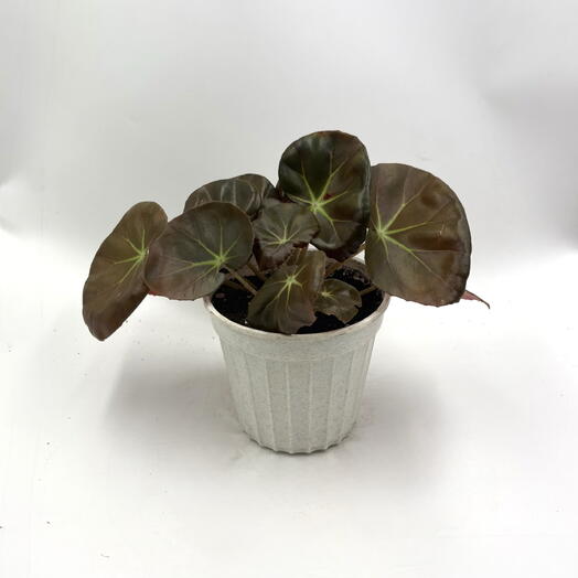 Бегония Фиста ( Begonia Feastii)