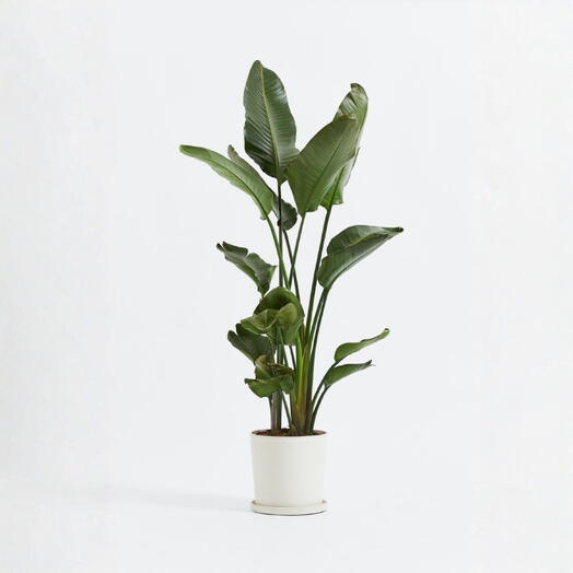 Strelitzia nicolai 100 cm without pot