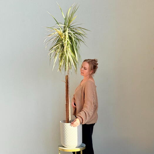Драцена маргината (Dracaena marginata), она же «драконово дерево»