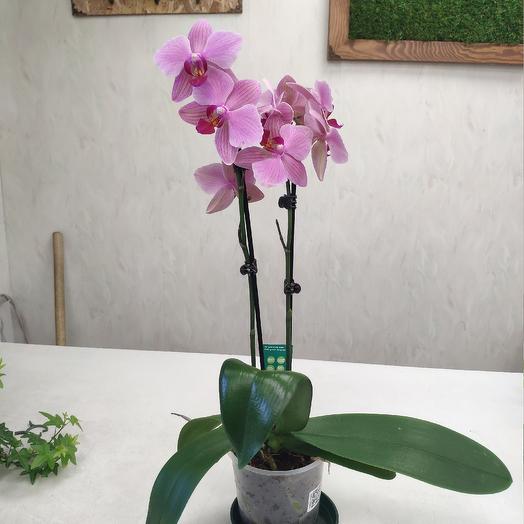 Orquídea