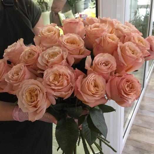 Rosa peonía