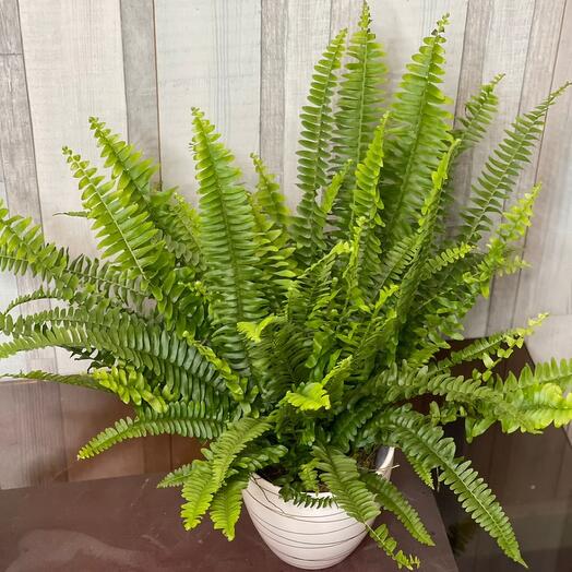 Houseplant