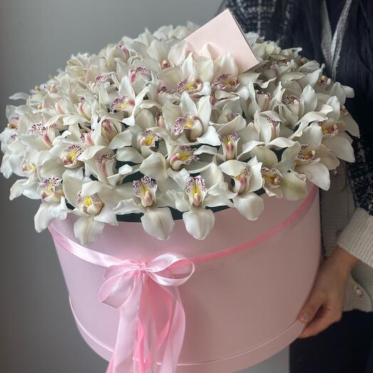 55 orchids in a Box