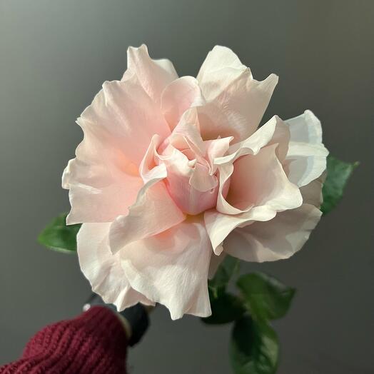 Rosa Rosa Mondial