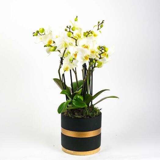 White Wild Orchid