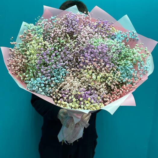 Gypsophila